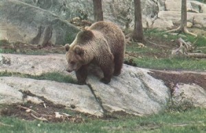 ours des Pyrénées