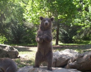 L'ours des Pyrénées: une fascination qui a toujours suscité la polémique !  