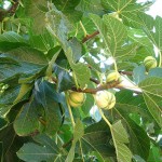Ficuscarica Panascè