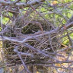 Un nid