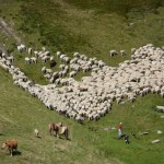 Moutons sur l'estive d'Areou