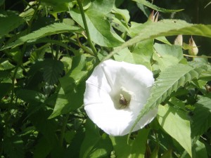 Insecte butinant la fleur du liseron