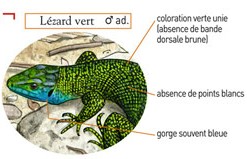 http://patrimoine-seixois.fr/wp-content/uploads/2014/09/8l%C3%A9zardvert.jpeg