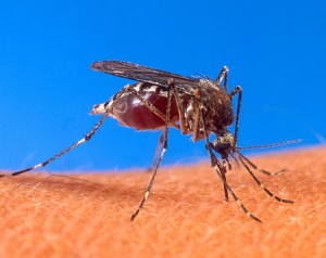 Aedes aegypti