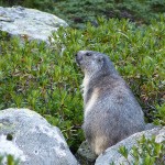Marmottes du Mont Valier