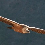 Le vol du vautour