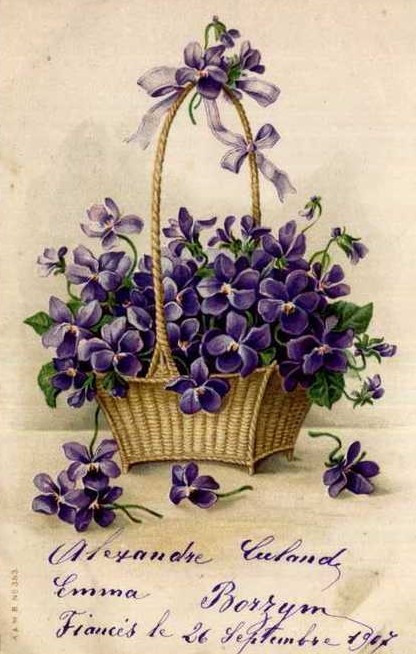 Fleurs des champs. V comme violette | – Site de l'association Patrimoine  Seixois
