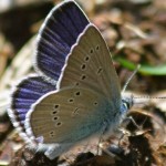 Papillon Argus-minime