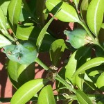 Le buis commun. Buxus sempervirens. Les fruits