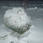 Buis boule sous la neige